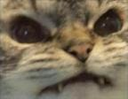 catgrrr