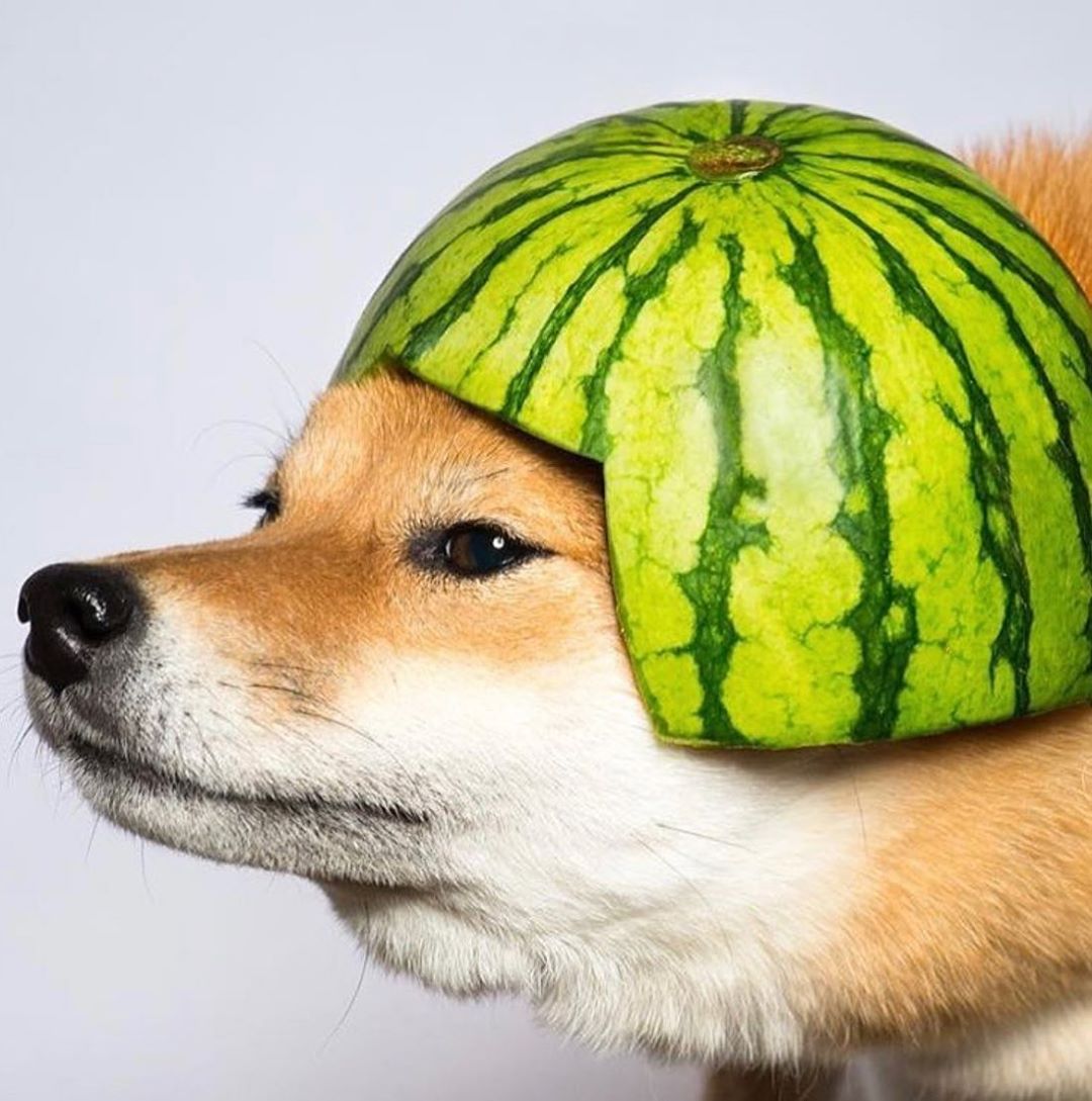 watermelondog