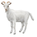 goat55