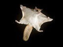 squirrel94