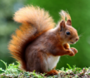 squirrel66