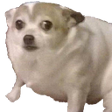perro62