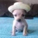 elpapuperro