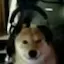 uhhgamerdoge