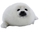 seal