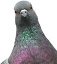 pigeon