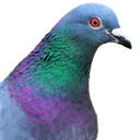 pigeon92