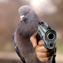 pigeonwithagun