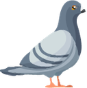 pigeon49