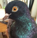 pigeon67