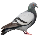 pigeon5