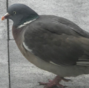 pigeon51