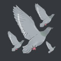 pigeons91