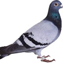pigeon4