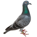pigeon93