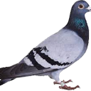 pigeon14