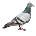 pigeon43