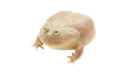 vcfrog