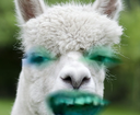 dubriiightllama