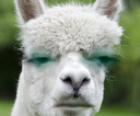 dubwutllama