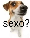 sexo