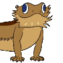 lizard