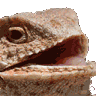 lizard99