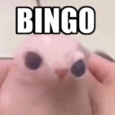 bingo73