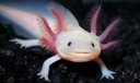 axolotl82
