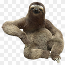 sloth5