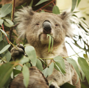 koala83