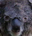 koala51