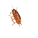 cockroach37