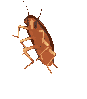 cockroach92