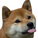 shiba