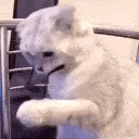 gatofoda1
